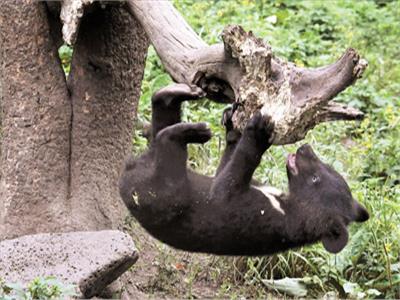 مركز«تيغر»:عودة 6 من الدببة إلى غابة التايغا بعد تأهيلها للتعامل مع الطبيعة