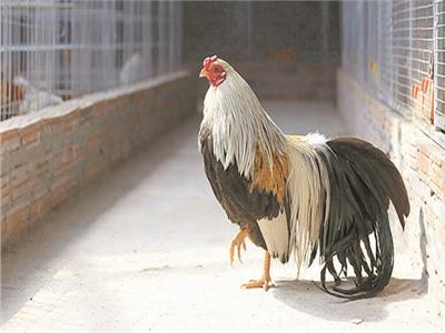 «لامبورجينى» أغلى دجاج فى مصر