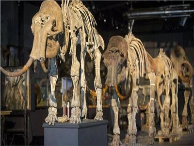 عاش قبل أكثر من 150 قرنا.. العثور على عظام حيوان يشبه الفيل 