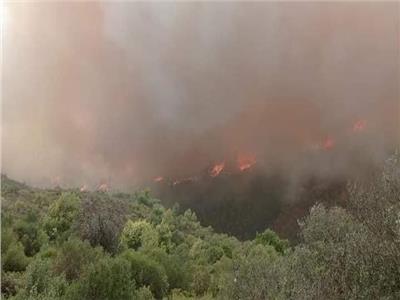 تجدد حرائق الغابات في الجزائر| صور