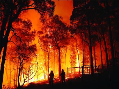 حرائق الغابات تهدد أشجار كاليفورنيا التاريخية 