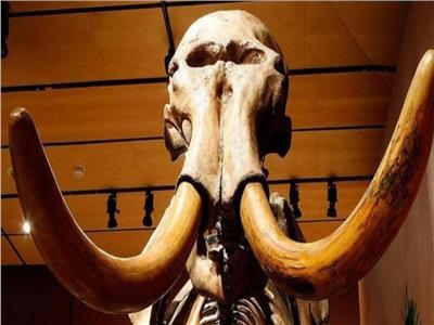 عمرها 7 ملايين سنة اكتشاف جمجمة «ماموث» في تركيا