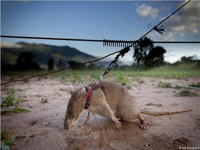 وظيفة جديدة للفأر البني في تنزانيا.. لن تصدق ما هى