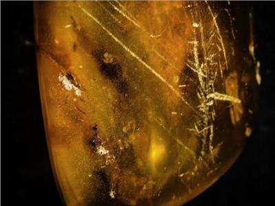إكتشاف بقايا عنكبوت وصغارها محفوظة في الكهرمان من 99 مليون عام