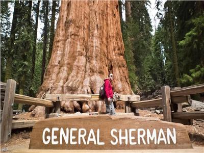تحاصرها النيران| «الجنرال شيرمان».. أكبر شجرة في العالم تواجه شبح الموت