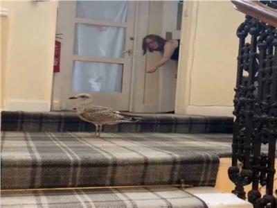 طيور النورس تقتحم المنازل وتبث الرعب في اسكتلندا