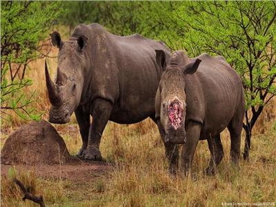 بتر قرون «وحيد القرن».. لحمايته من الانقراض