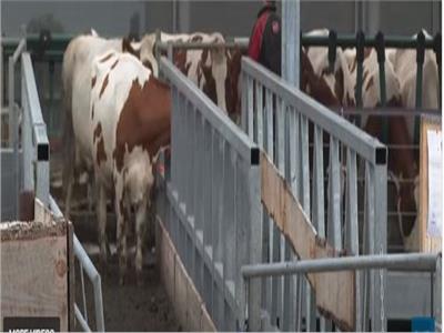 مزرعة أبقار عائمة فوق الماء بهولندا| فيديو