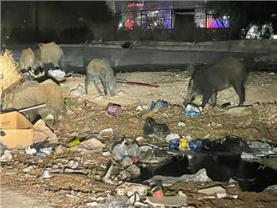 «الخنازير البرية» تغزو حي النصر بالعاصمة في تونس