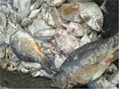 حبس مسؤول عن مصنع أسماك فاسدة وبدون ترخيص بـ«المرج»