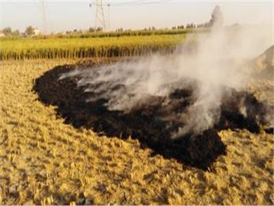 محافظ الشرقية يقرر تشكيل لجان للمرور على حقول الأرز لمنع إشعال النيران في القش   
