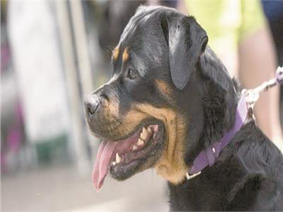 حكومة أون لاين.. «الإفتاء»: الكلاب ليست نجسة ويجوز تربيتها للحراسة