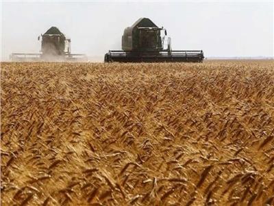 مزارعو القمح في سوريا يشكون تراجع محاصيلهم بعد موسم جفاف
