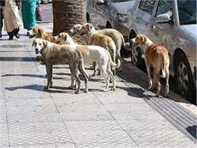 «27 نوفمبر» الحكم في دعوى منع إستخدام سم «الأستركينين» في قتل الكلاب 