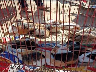 الحبس والغرامة.. تعرف على عقوبة بيع الحيوانات البرية