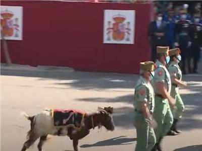 بالفيديو| ماعز يشارك في عرض عسكري بمناسبة العيد الوطني الإسباني