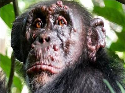 أحدث الاكتشافات العلمية.. رصد الجذام في الشمبانزي 
