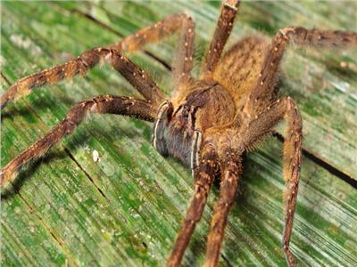 منها العنكبوت البرازيلي .. أخطر الحيوانات في التاريخ