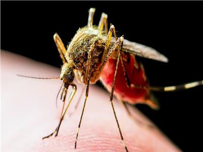 البعوض من أخطر الحشرات حول العالم .. يقتل 750 شخصاً سنويا