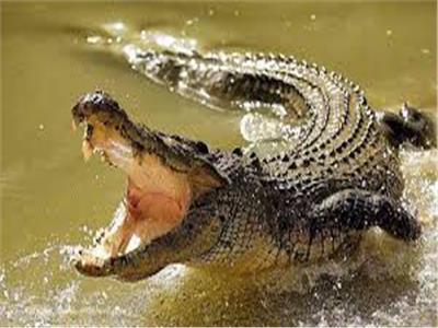 واقعة مأساوية.. تمساح يبتلع طفلة في نهر بإندونيسيا