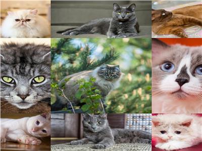  صور| أكثر القطط الكسولة حول العالم