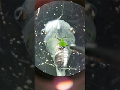 علماء ينجحون في إحياء أدمغة ميتة بـ«حقنة نباتية»| فيديو 