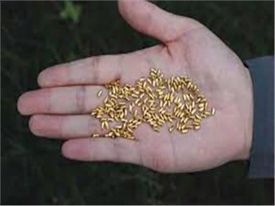 لزيادة الوعي حول هدر الطعام.. صيني يلقي 1000 حبة أرز «ذهبية» في الهواء