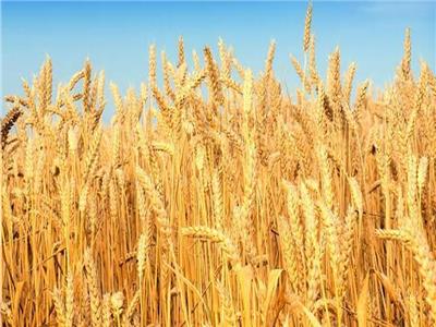 الزراعة التعاقدية لـ «القمح» تجنب مصر مخاطر أزمة نقص الغذاء العالمية