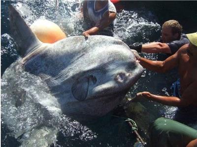 اصطياد سمكة عملاقة تزن 2 طن من البحر المتوسط