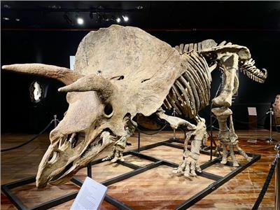 بيع أكبر ديناصور بـ3 قرون في مزاد علني بأكثر من 6 ملايين دولار‎‎| فيديو