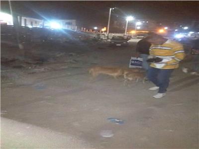 بعد عقر 37 شخصًا.. حي العجمي يطارد الكلاب الضالة في الإسكندرية| صور