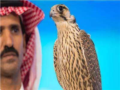 سعودي يبيع صقرًا بـ 405 آلاف ريال ليزوج ابنه