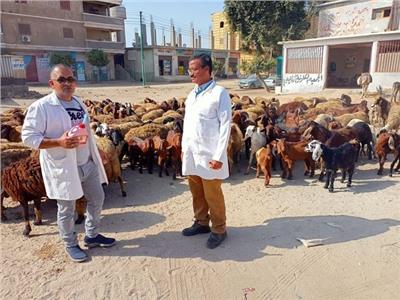 فحص وعلاج 2056 رأس ماشية لصغار المزارعين بالقليوبية مجانا 