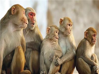 المركزية بحدائق الحيوان تناشد المواطنين بتسليم القرود والنسانيس من منازلهم |فيديو