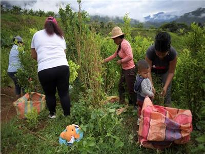 رئيس كولومبيا يطلب الإفراج عن 180 جنديا يحتجزهم مزارعو الكوكايين  