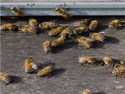 «بريطانية» تعثر 30 ألف نحلة في منزلها| صور   