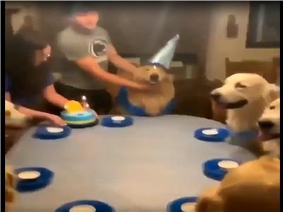 بين مؤيد ومعارض.. عيد ميلاد كلب يشعل السوشيال ميديا| فيديو