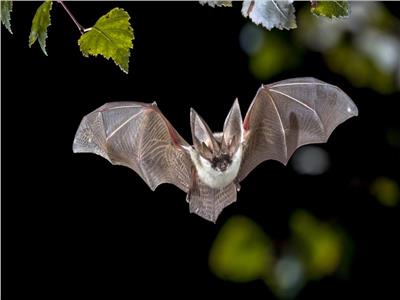 كيف تحافظ الخفافيش على وزنها المثالي؟.. السر في «مص الدماء»