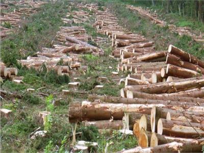 العالم فقد 258 ألف كيلومتر من الغابات فى 2020.. والقادة يتعهدون بـ «إنقاذ البشرية»