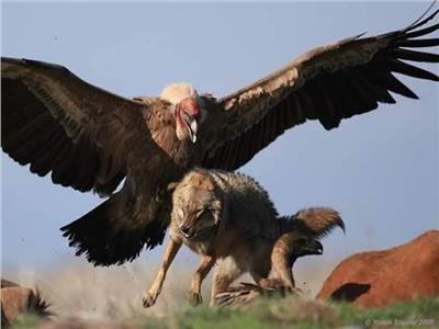نسور «كندور الأنديز».. أكبر الطيور الجارحة يحلق على ارتفاع 3 آلاف متر 