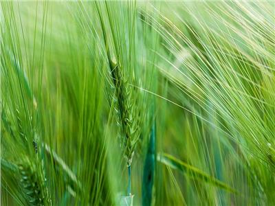نصائح هامة للمزارعين بشأن عملية التسميد في محصول القمح
