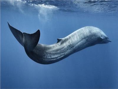 «الحيتان الزعنفية».. على قائمة الحيوانات المعرضة للخطر | فيديو