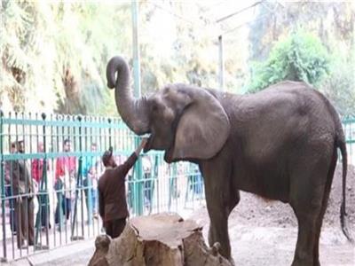 «حدائق الحيوان»: عملية تحنيط «الفيل نعيمة» قاربت على الانتهاء| فيديو
