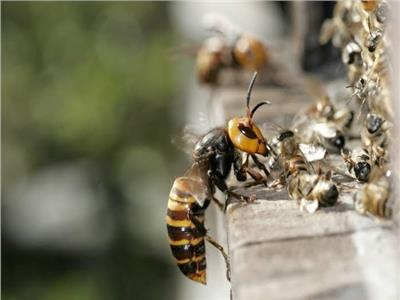 أول توثيق لصوت النحل عند تعرضه لهجوم الدبابير  