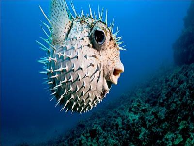 أبرزهم السمكة المنتفخة.. أكثر 3 حيوانات بحرية سامة في العالم 