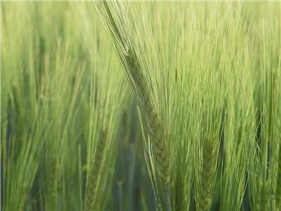 «البحوث الزراعية»: 8 ممارسات خاطئة تؤثر على إنتاجية القمح