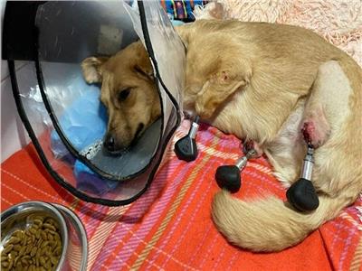 أطباء أعادوا الأمل لحياة كلبة بعد أن فقدت جميع أطراف أقدامها | فيديو