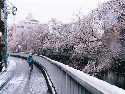 تساقط الثلوج في كوريا الجنوبية.. ودرجات حرارة دون الصفر