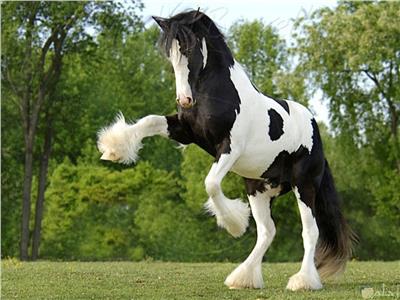 أجمل خيول العالم.. أبرزهم حصان «الدلماسي والغجري»