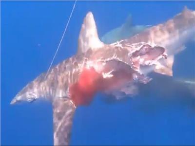 سمكة قرش «زومبي» تبحث عن فريستها رغم إصابتها القاتلة| فيديو
